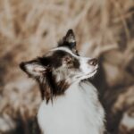 Fotobox & Fotografie Erfurt - Daniela Tapliuc - Fotografie vom Hund - Hundefotoshooting - Familienfotoshooting mit Hund