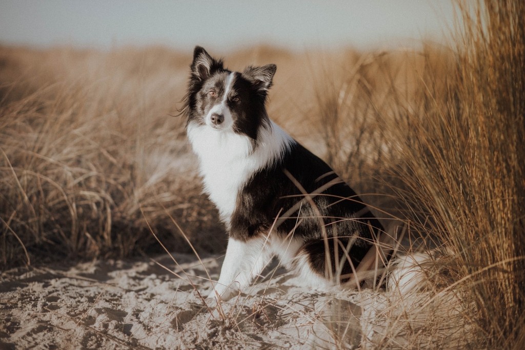Fotobox & Fotografie Erfurt - Daniela Tapliuc - Fotografie vom Hund - Hundefotoshooting - Familienfotoshooting mit Hund