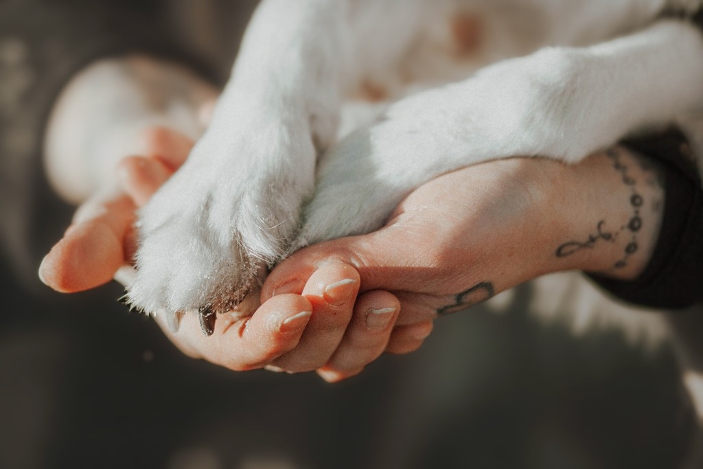 Fotobox & Fotografie Erfurt - Daniela Tapliuc - Fotografie vom Hund - Hundefotoshooting - Familienfotoshooting mit Hund