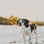 Fotobox & Fotografie Erfurt - Daniela Tapliuc - Fotografie vom Hund - Hundefotoshooting - Familienfotoshooting mit Hund