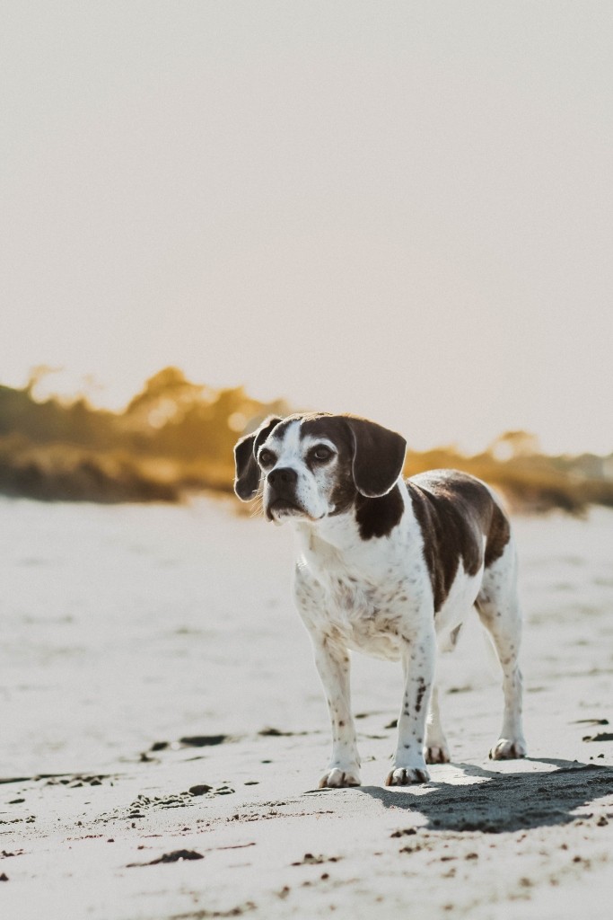 Fotobox & Fotografie Erfurt - Daniela Tapliuc - Fotografie vom Hund - Hundefotoshooting - Familienfotoshooting mit Hund
