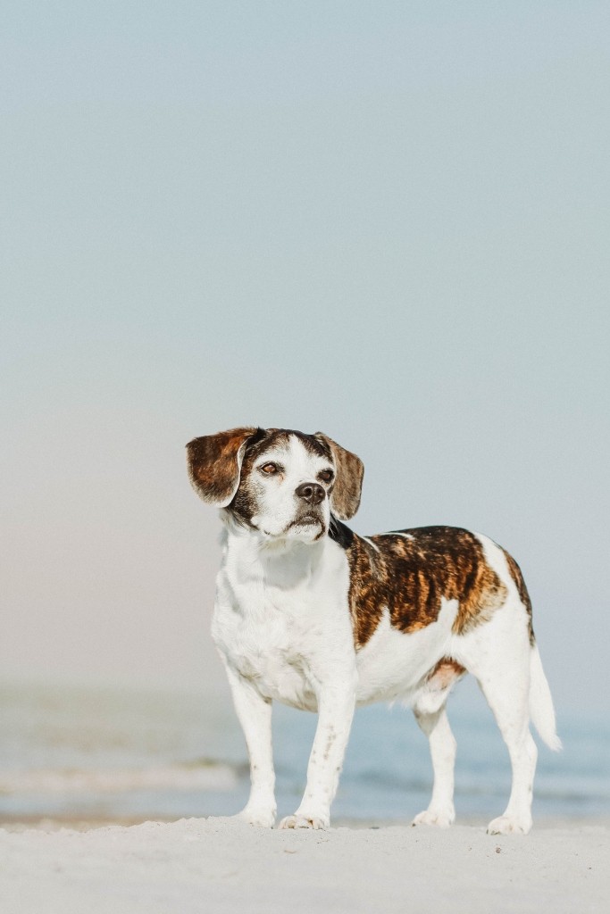 Fotobox & Fotografie Erfurt - Daniela Tapliuc - Fotografie vom Hund - Hundefotoshooting - Familienfotoshooting mit Hund
