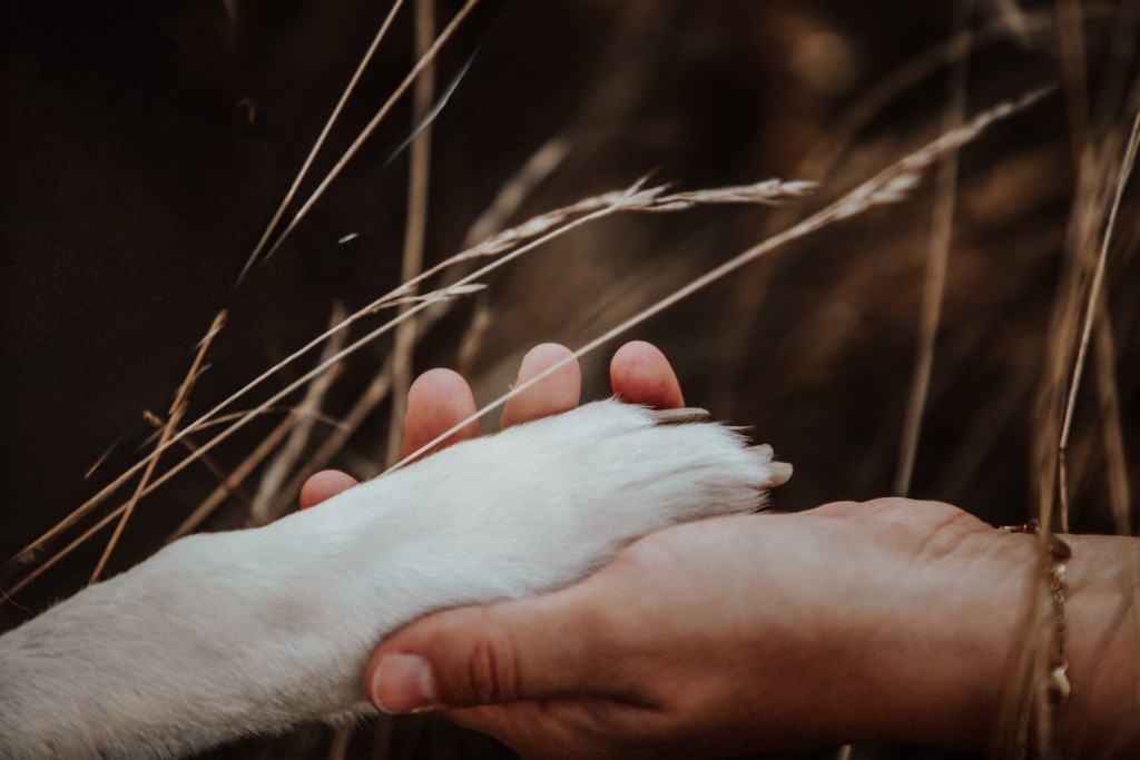 Fotobox & Fotografie Erfurt - Daniela Tapliuc - Fotografie vom Hund - Hundefotoshooting - Familienfotoshooting mit Hund