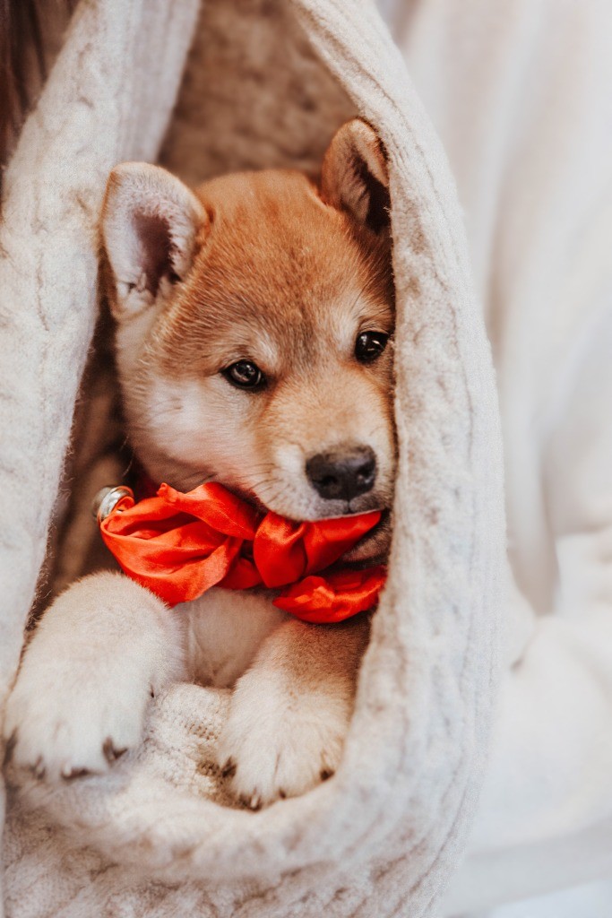 Fotobox & Fotografie Erfurt - Daniela Tapliuc - Fotografie vom Hund - Hundefotoshooting - Familienfotoshooting mit Hund