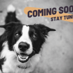 Fotobox & Fotografie Erfurt - Daniela Tapliuc - Fotografie vom Hund - Hundefotoshooting - Familienfotoshooting mit Hund